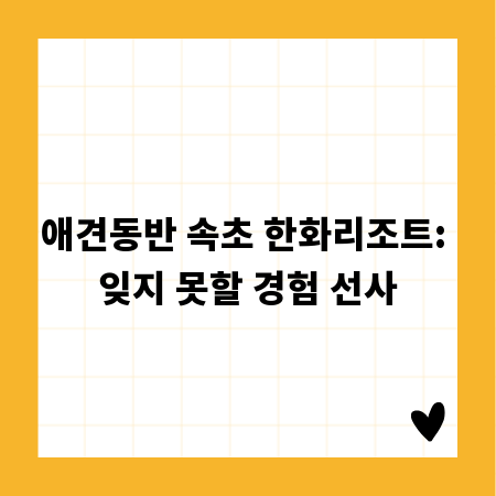 애견동반 속초 한화리조트: 잊지 못할 경험 선사